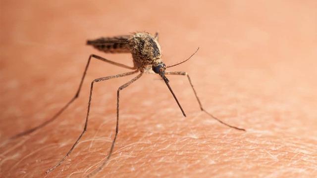 Çin’de yeni salgın! Sivrisinekten bulaşıyor, vaka sayısı 7 bini geçti