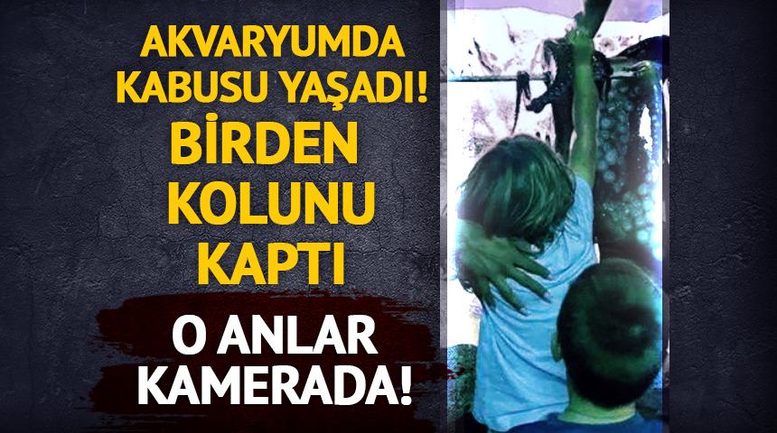 Akvaryumda kabusu yaşadı! Dev ahtapot birden kolunu kaptı!