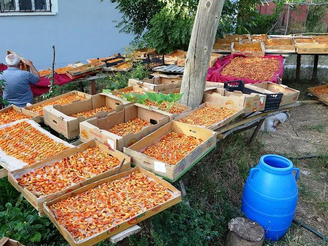 'Bu sene çok şahane! Türkiye'de yok ama burada...' Kilosunu 300 TL'ye satıyorlar