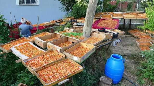 'Bu sene çok şahane! Türkiye'de yok ama burada...' Kilosunu 300 TL'ye satıyorlar