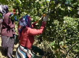 TMO 2025 fındık fiyatlarını açıkladı! Gözler serbest piyasada 'Çok üzerinde fiyatlarla...'