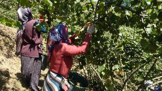 TMO 2025 fındık fiyatlarını açıkladı! Gözler serbest piyasada 'Çok üzerinde fiyatlarla...'