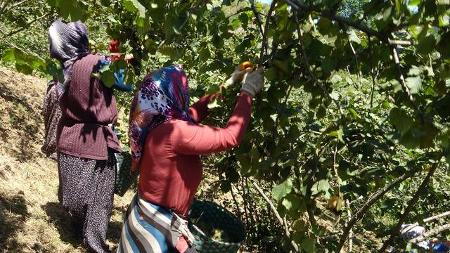 TMO 2025 fındık fiyatlarını açıkladı! Gözler serbest piyasada 'Çok üzerinde fiyatlarla...'