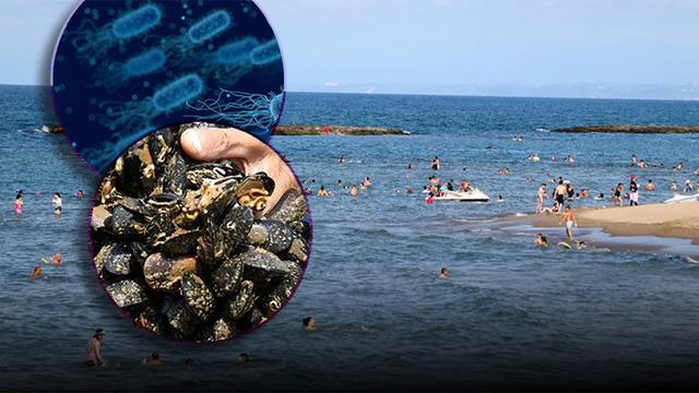 Yaz aylarının korkulu rüyası! Denizler alarm veriyor: 'Et yiyen bakteri' kabusu...
