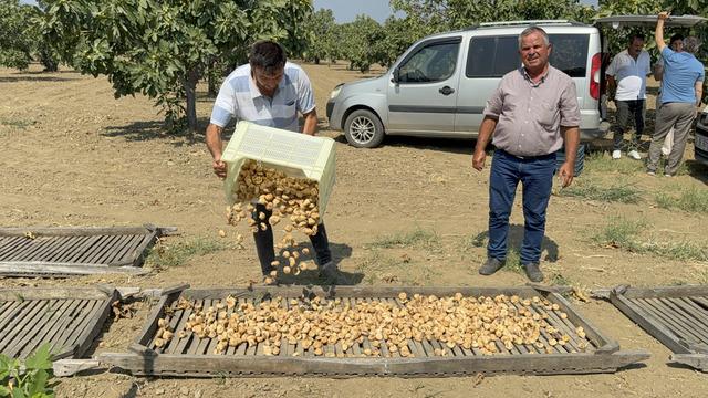 Kilosu 400 TL'den satıldı! 100 kilo getirdi... 