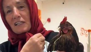 Boğazına iğne kaçan tavuğu için hastanede röntgen talebinde bulundu