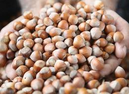 Fındık rekoltesinin bu yıl 453 bin ton olması bekleniyor