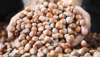 Fındık rekoltesinin bu yıl 453 bin ton olması bekleniyor