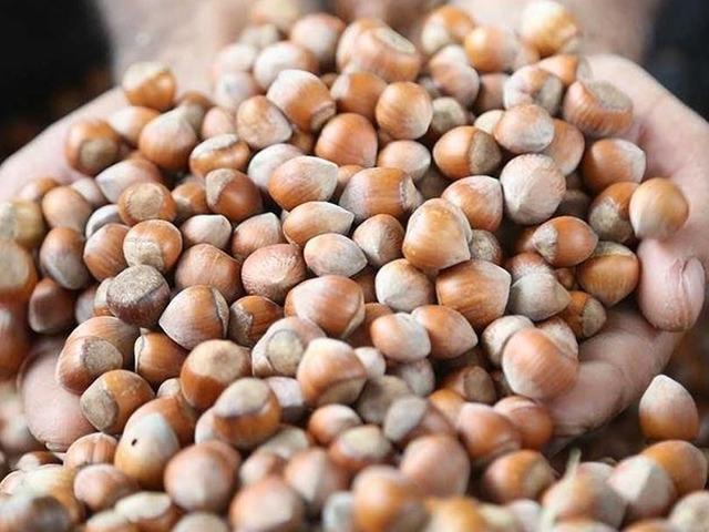 Fındık rekoltesinin bu yıl 453 bin ton olması bekleniyor