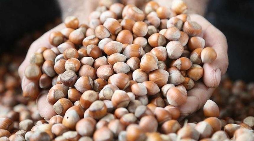 Fındık rekoltesinin bu yıl 453 bin ton olması bekleniyor