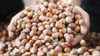 Fındık rekoltesinin bu yıl 453 bin ton olması bekleniyor