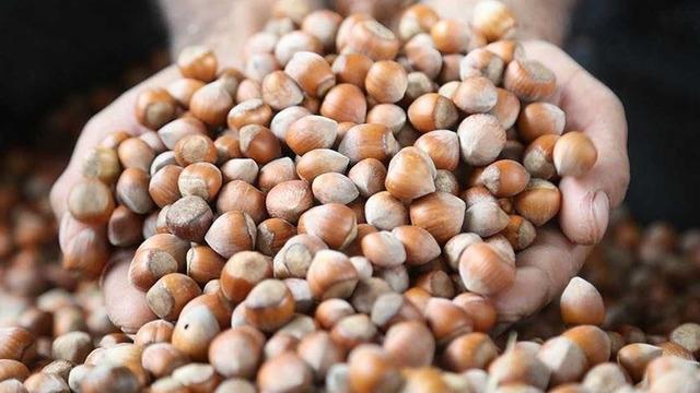 Fındık rekoltesinin bu yıl 453 bin ton olması bekleniyor