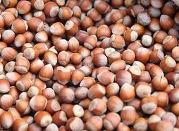 Giresun'da 11 üreticiye fındık hasadı için file örtü desteği sağlandı