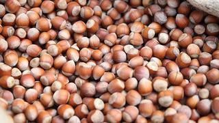 Giresun'da 11 üreticiye fındık hasadı için file örtü desteği sağlandı