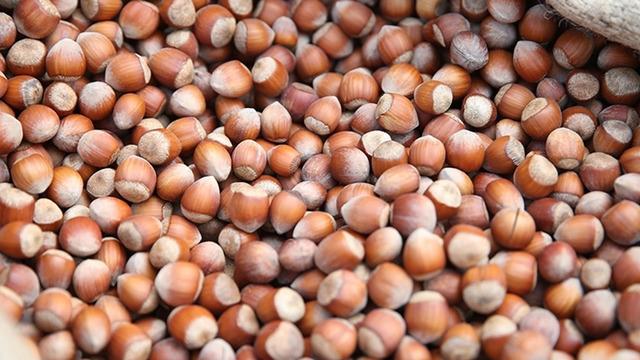 Giresun'da 11 üreticiye fındık hasadı için file örtü desteği sağlandı