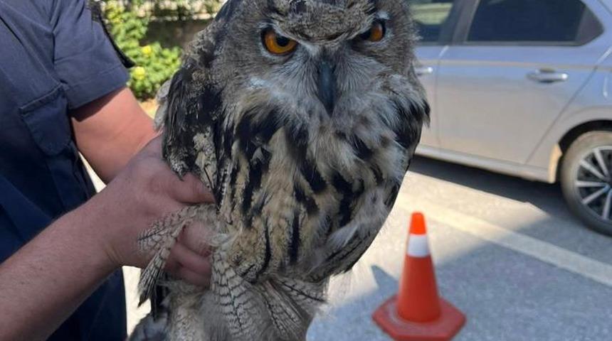 Yaralı bulunan baykuş koruma altına alındı