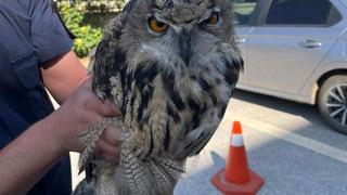 Yaralı bulunan baykuş koruma altına alındı