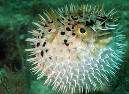 Resmi Gazete'de yayımlandı: Bakanlıktan balon balığı düzenlemesi!