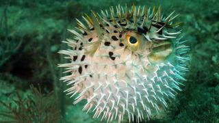 Resmi Gazete'de yayımlandı: Bakanlıktan balon balığı düzenlemesi!