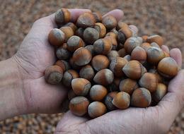 Fındık fiyatları sonrası TMO fındık alım esaslarını açıkladı