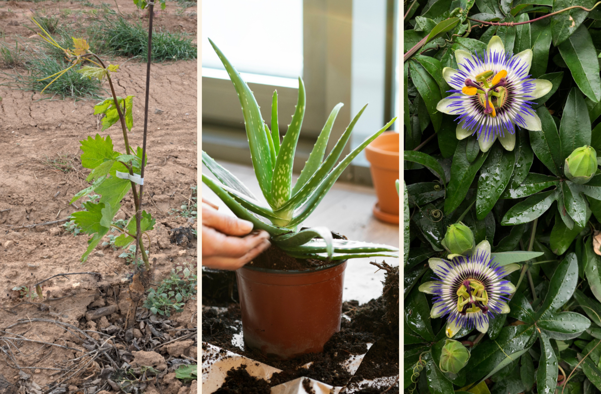 Yaşam alanınıza doğayı taşıyın! Fidanistanbul'da %60'a varan indirim başladı