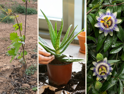  Fidanistanbul'da %60'a varan indirim başladı!