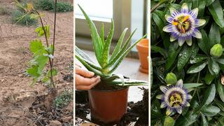 Yaşam alanınıza doğayı taşıyın! Fidanistanbul'da %60'a varan indirim başladı