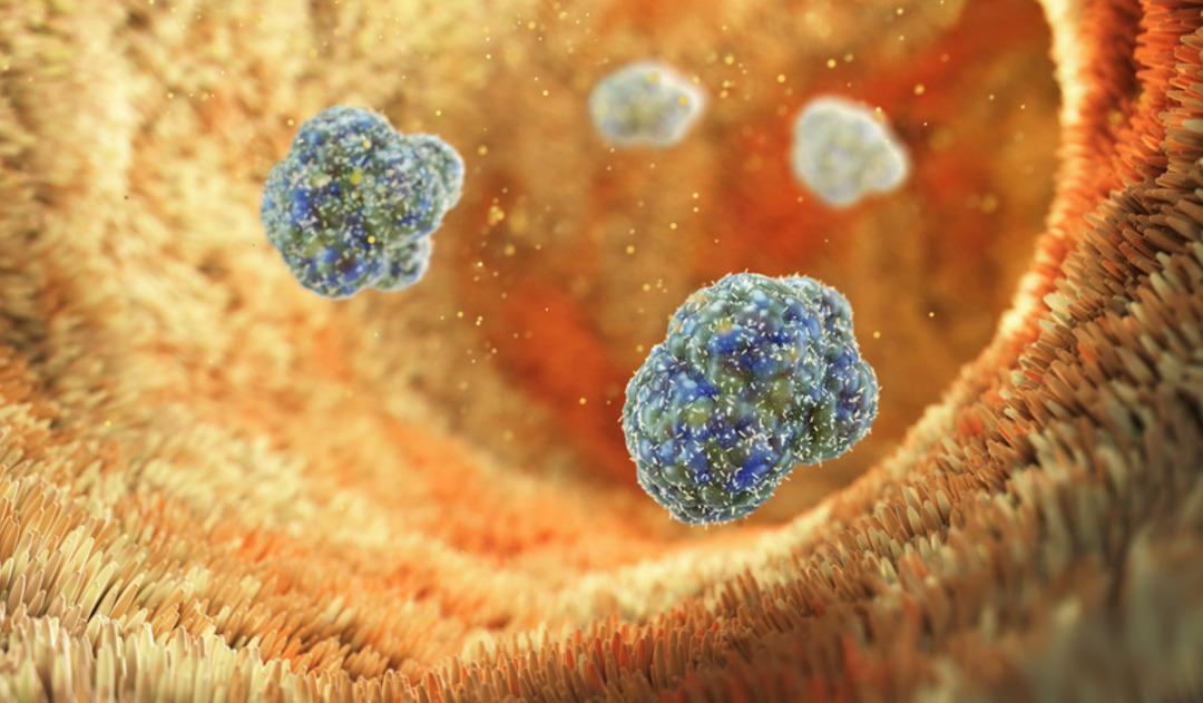 Sağlık Bakanlığı açıklama yaptı: Türkiye de vibrio kaynaklı hastalık var mı? Vibrio bakterisi nedir? 3