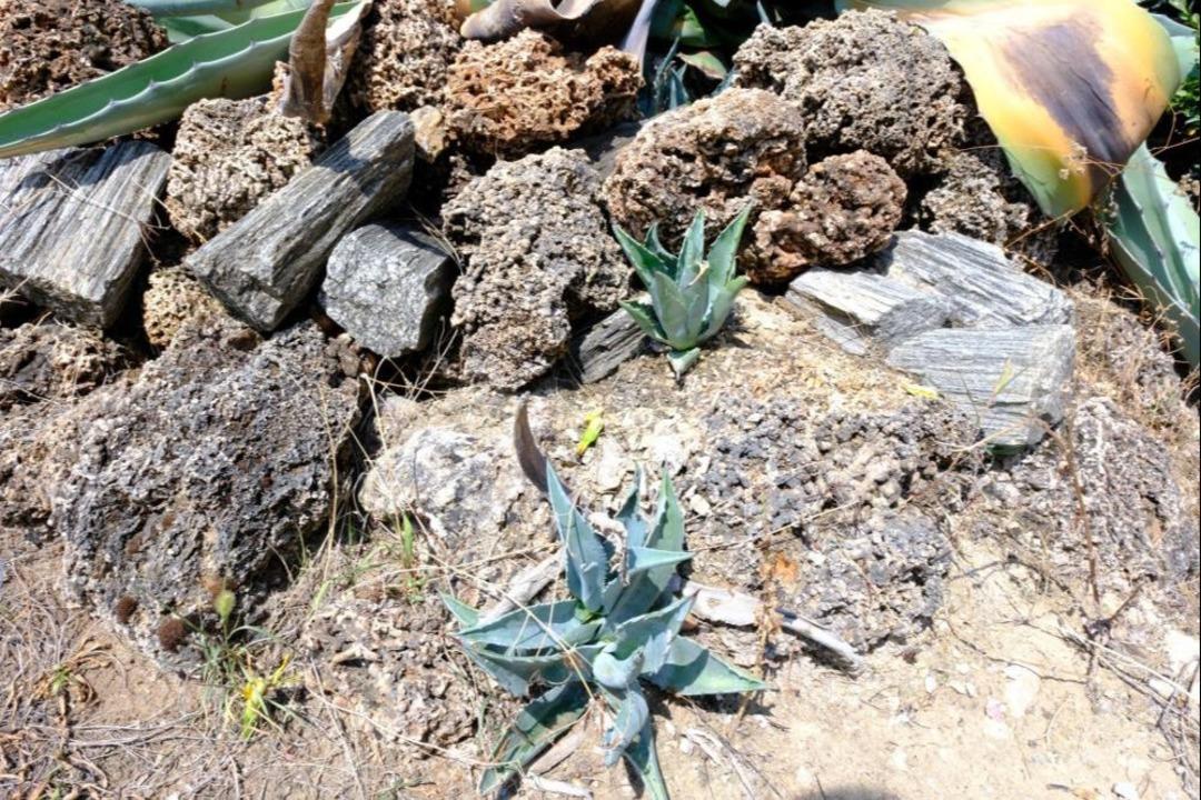 Tam 20 yıldır bekliyordu, sonunda oldu! 10 ila 30 yıl arasında yaşıyor... 3