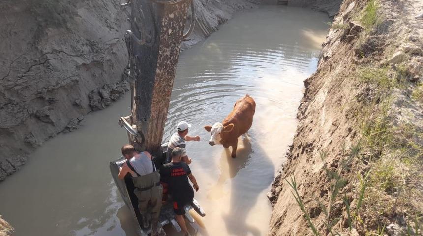 Gölete düşen inekler kepçe ile kurtarıldı