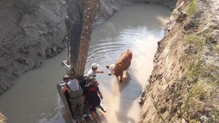 Gölete düşen inekler kepçe ile kurtarıldı