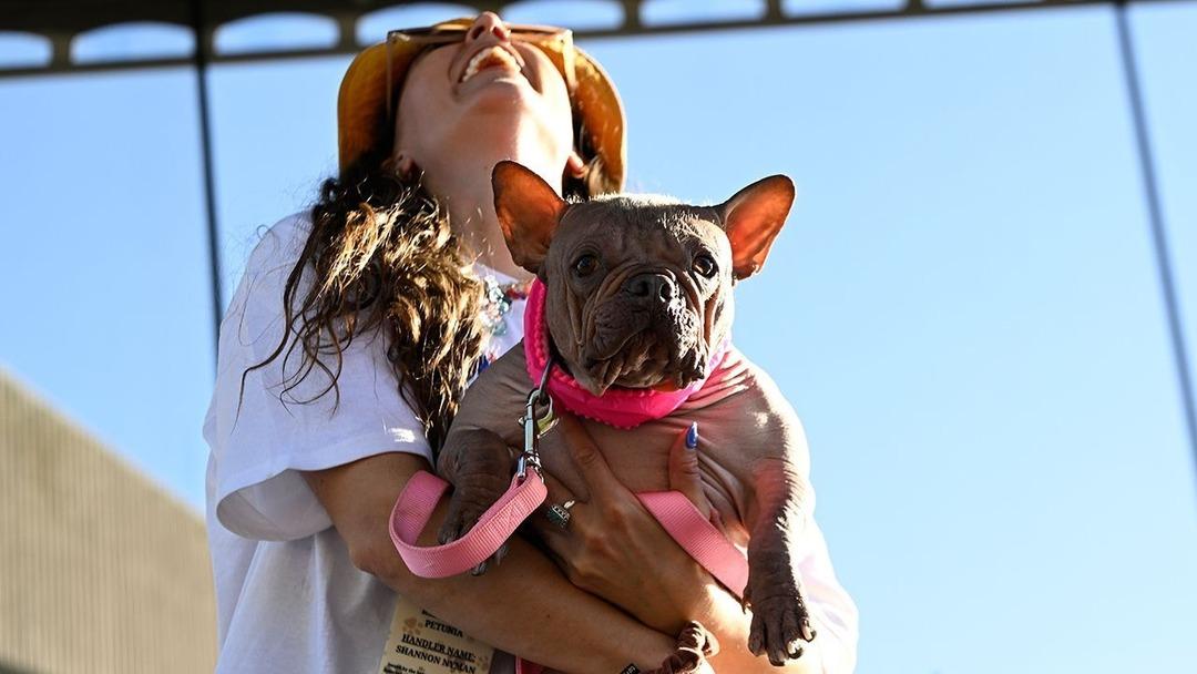 "Dünyanın En Çirkin Köpeği" belli oldu! İşte kazandığı ödül... 1