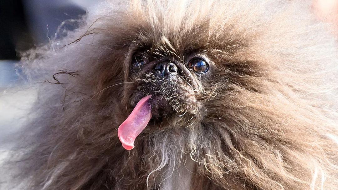 "Dünyanın En Çirkin Köpeği" belli oldu! İşte kazandığı ödül... 2