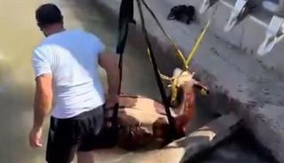 Iğdır’da kanala düşen inek kepçe ile kurtarıldı