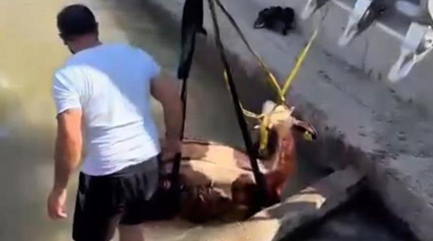 Iğdır’da kanala düşen inek kepçe ile kurtarıldı