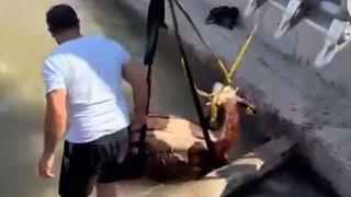 Iğdır’da kanala düşen inek kepçe ile kurtarıldı