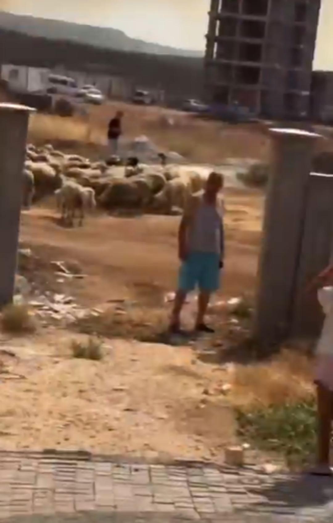 Utanç verici görüntü! Yangından kurtarılan koyunlar siteye alınmadı 1