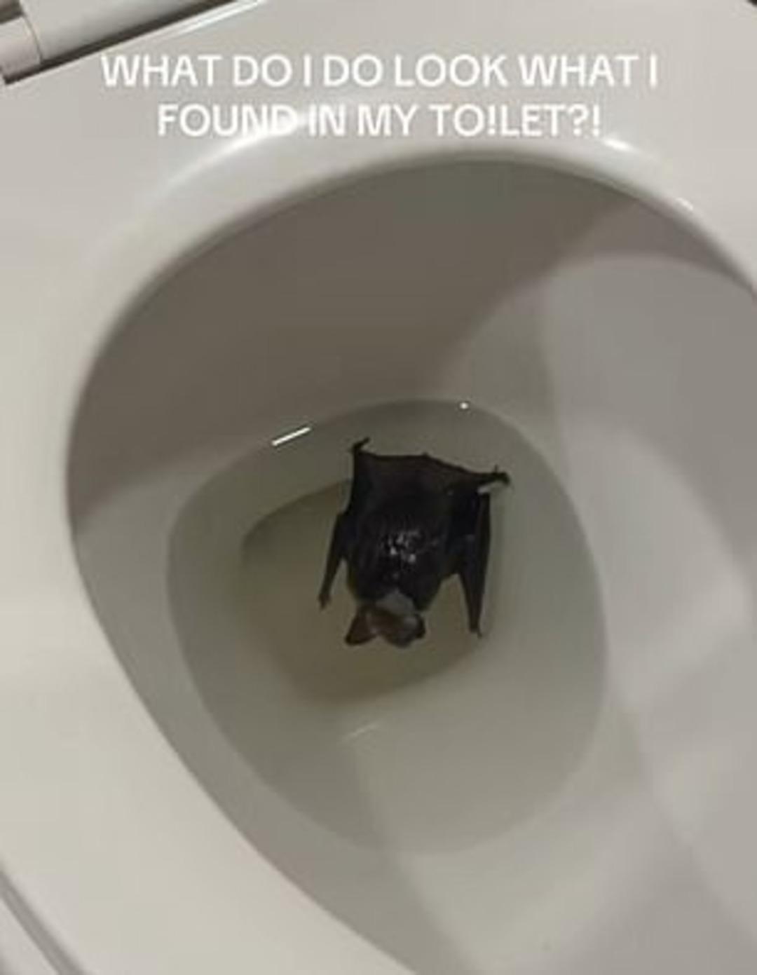 Klozet kapağını kaldırdı hayatının şokunu yaşadı! Takipçileri uyardı hastaneye koştu 2