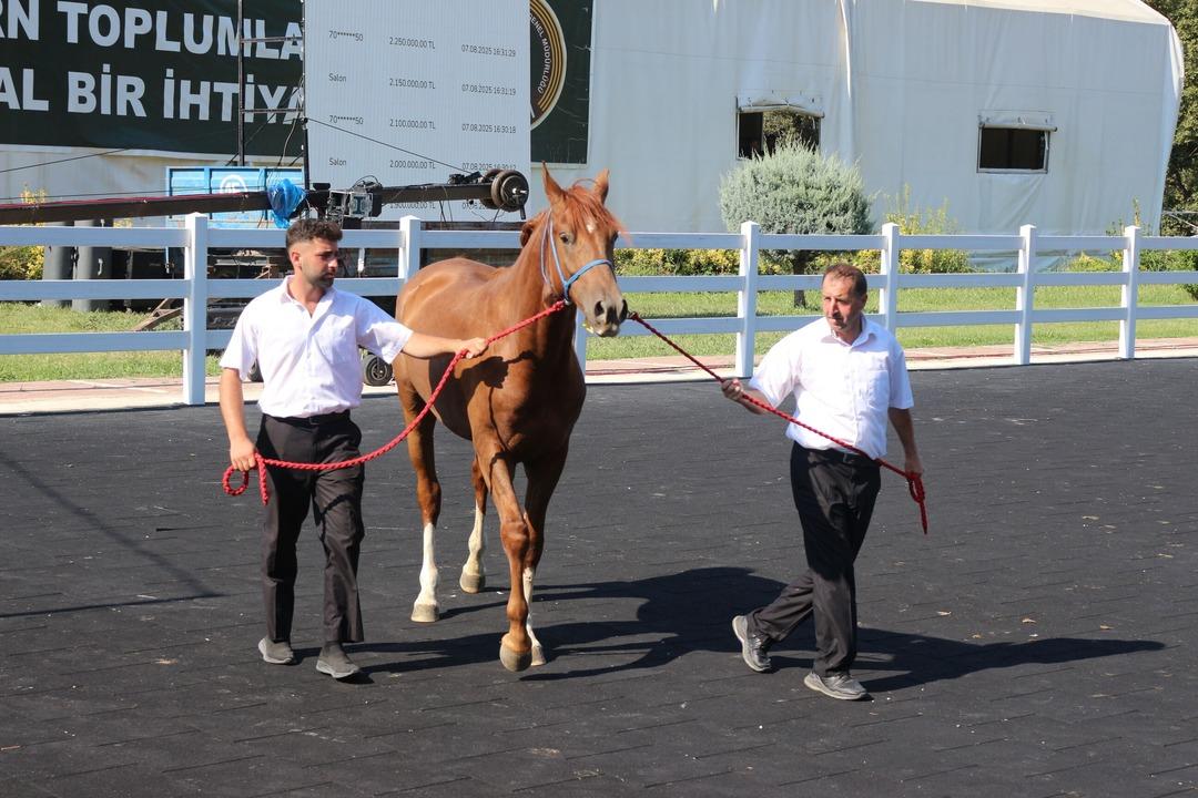 Koşu tayları ihaleye çıkarıldı! Fiyatlar dudak uçuklattı... 1