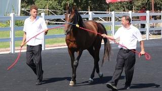 Koşu tayları ihaleye çıkarıldı! Fiyatlar dudak uçuklattı...