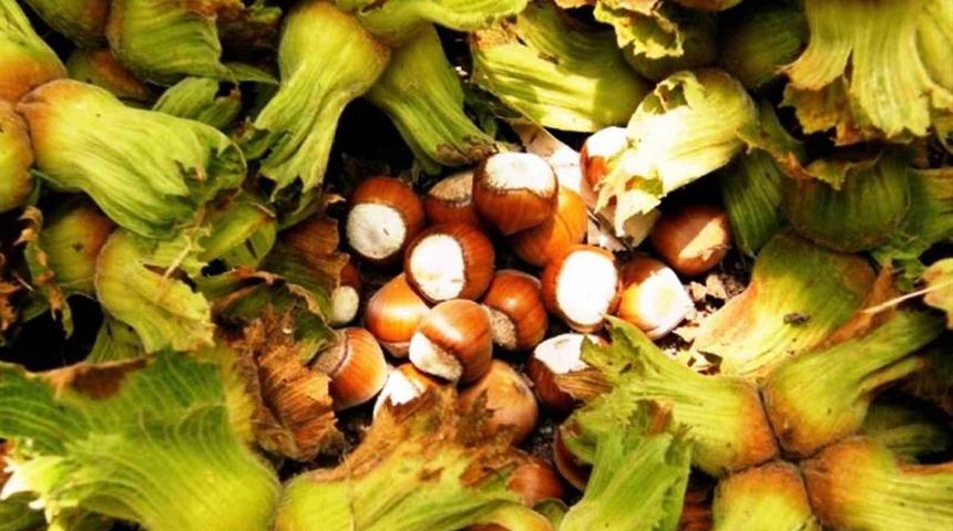 Samsun’da fındık hasadı başladı: File yöntemi maliyeti düşürüyor, kaliteyi artırıyor