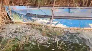 Manyas Gölü'nde ağlara ölü balıklar takıldı!