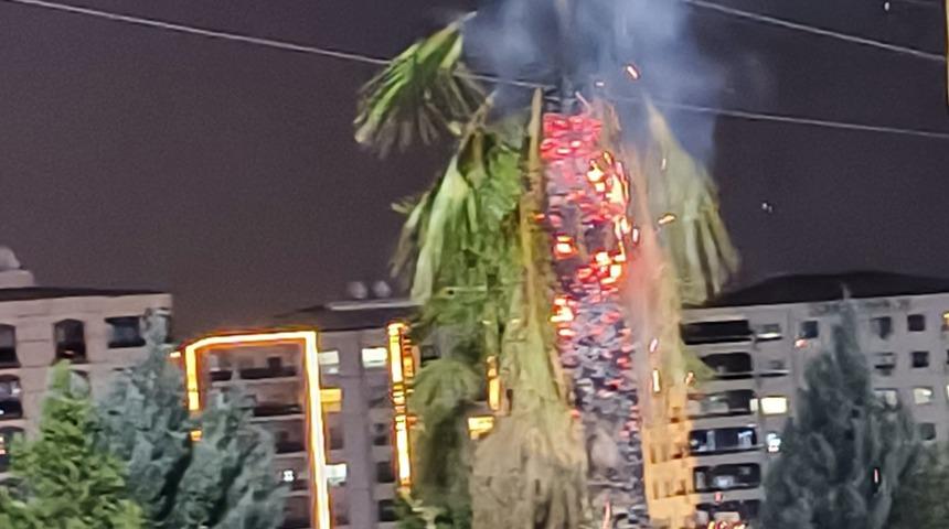 Parktaki palmiye ağacı ateşe verildi