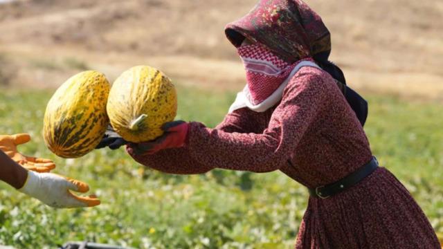 40 derece sıcaklıkta kavun hasadı!