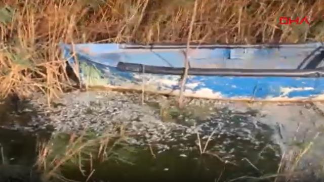 Manyas Gölü'nde ağlara ölü balıklar takıldı