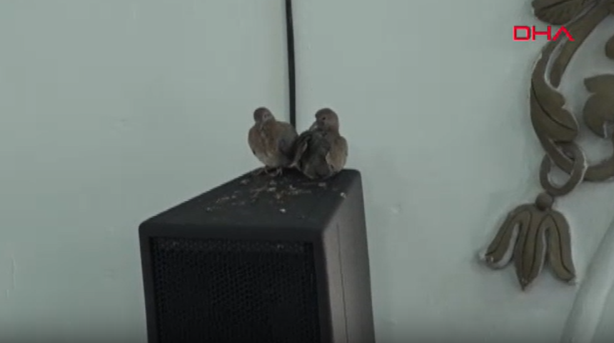 Camideki yavru kumrular ilgi odağı oldu