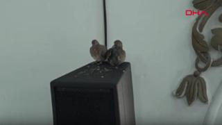 Camideki yavru kumrular ilgi odağı oldu