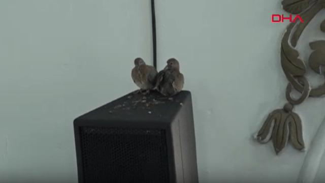 Camideki yavru kumrular ilgi odağı oldu