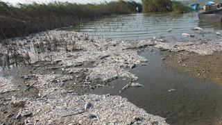Manyas Gölü'nde endişelendiren olay! Toplu balık ölümleri gerçekleşti: Neredeyse bir günde yok oldu