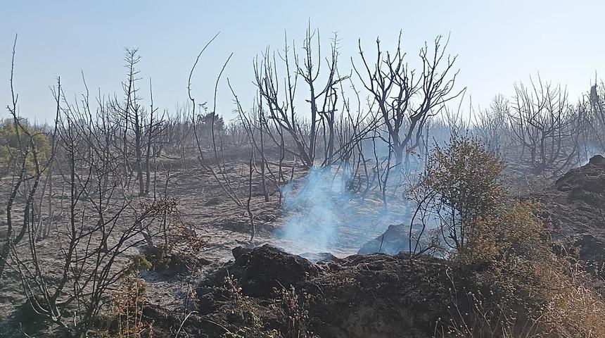 Tekirdağ'da çıkan yangında yaklaşık 50 dönüm makilik alan zarar gördü